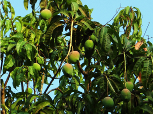 National Mango Tree