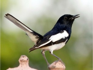 National Bird Oriental magpie-robin (Doyel)