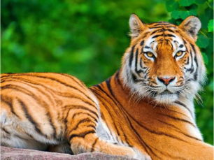 National Animal Royal Bengal Tiger