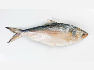 National Fish Hilsha