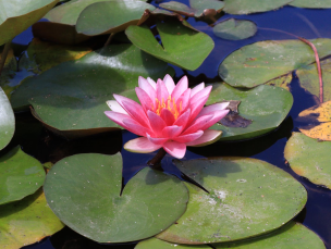 National Flower Water lily